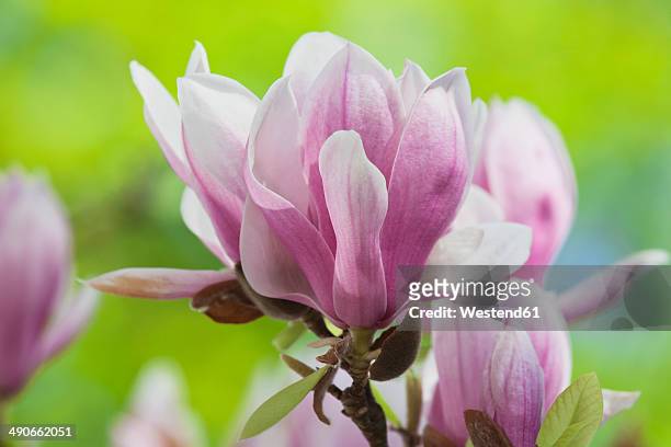 magnolia blossoms, close-up - tulpenboom stockfoto's en -beelden