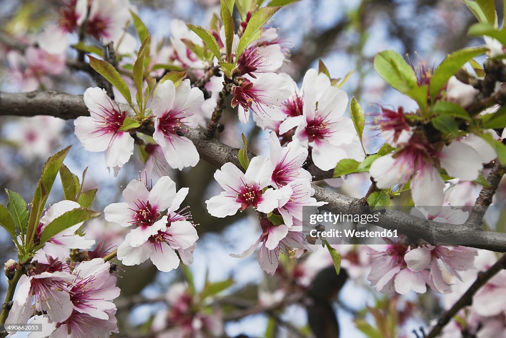 Germany, Rhineland-Palatinate, blossoms of almond tree (Prunus Dulcis)