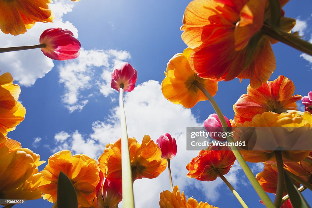 Bicoloured tulips (Liliaceae Tulipa) view from below into sky