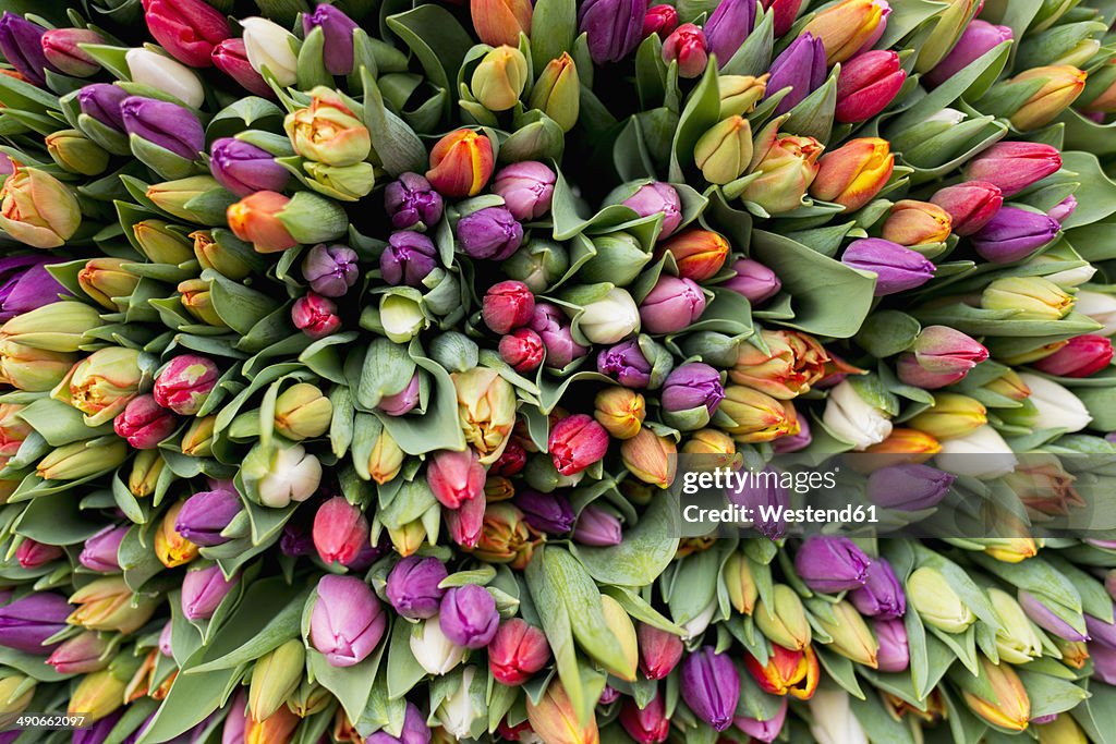 Blossoms of tulips