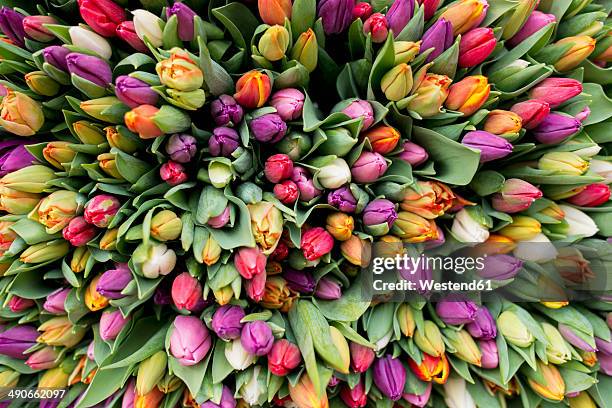 blossoms of tulips - abundance flowers stock pictures, royalty-free photos & images