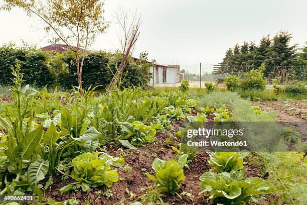 vegetable garden - vegetable garden imagens e fotografias de stock