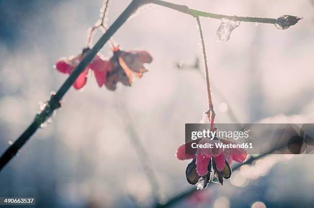 Spindle Tree Spring 368 Spindle Bush Stock Photos, High-Res Pictures, and Images - Getty Images