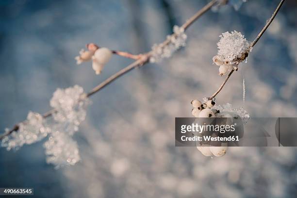 snowcovered snowberries (symphoricarpos), close-up - symphoricarpos stock pictures, royalty-free photos & images