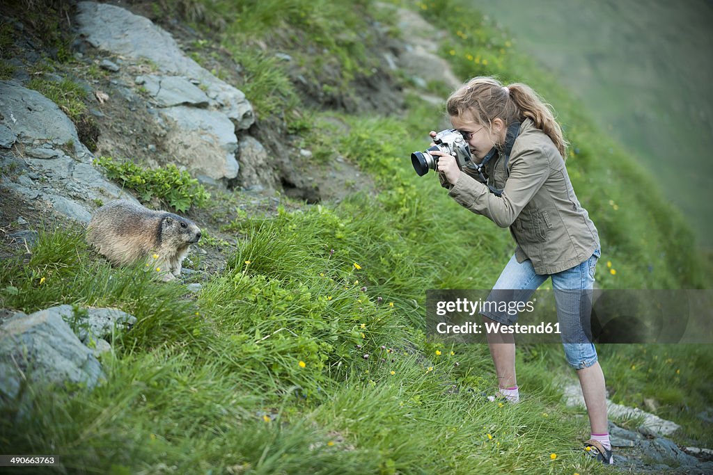 Austria, Carinthia, Kaiser-Franz-Josefs-Hoehe, girl photographing alpine marmot (marmota marmota)