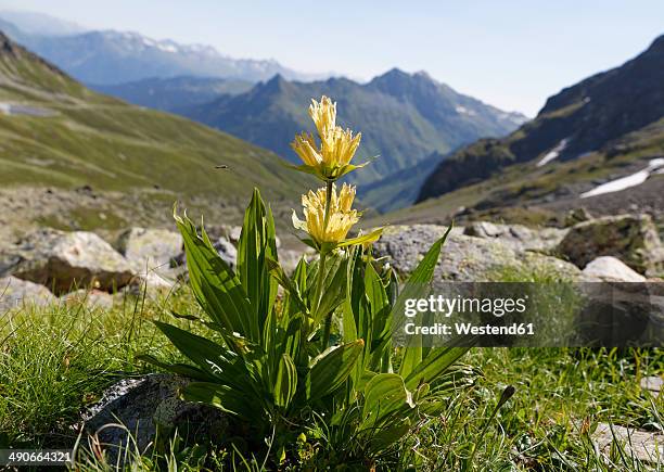 austria, vorarlberg, close up of spotted gentian - montafon valley stock pictures, royalty-free photos & images