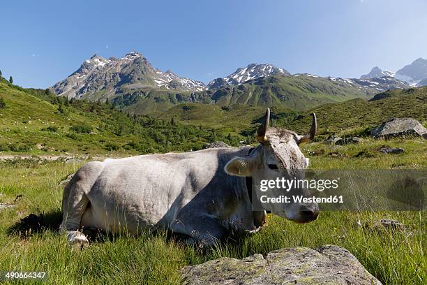 austria, vorarlberg, montafon, cow sitting on eadow, lobspitzen mountains in backbround - montafon valley stock pictures, royalty-free photos & images