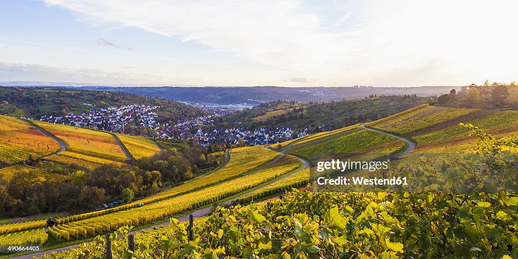 Germany, Baden-Wuerttemberg, Stuttgart, view over grapevines to Uhlbach