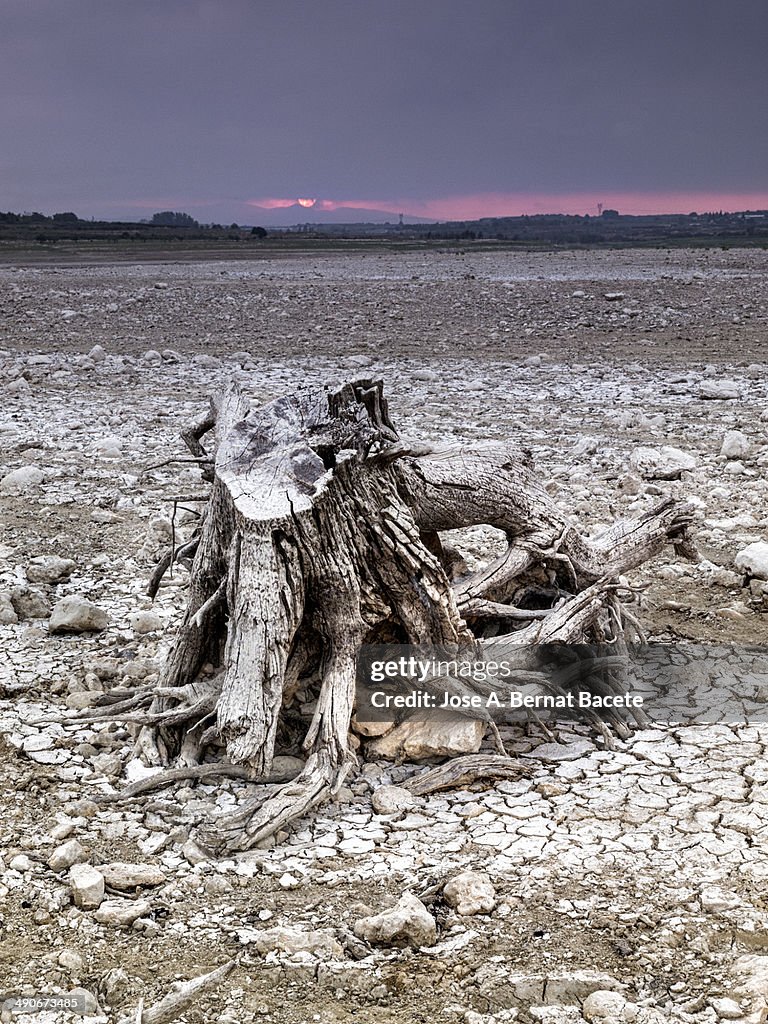 Roots of a tree in desert terrain when the sun