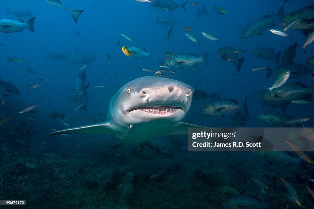 Sicklefin Lemon Shark