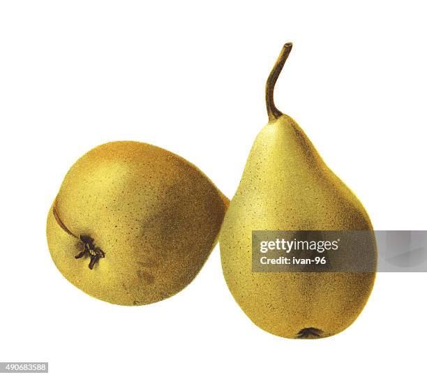 pears - pear tree stock illustrations