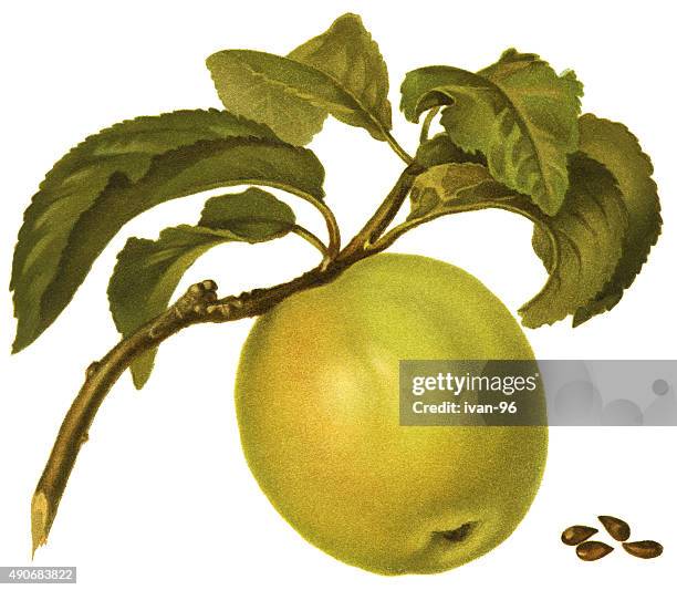 apples - plant stem stock illustrations