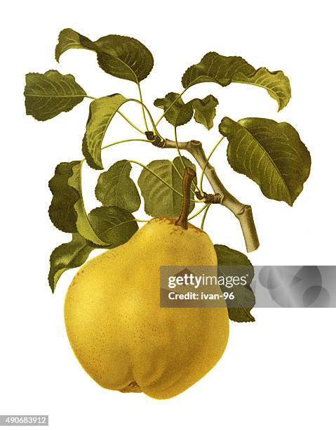 stockillustraties, clipart, cartoons en iconen met pears - stilleven