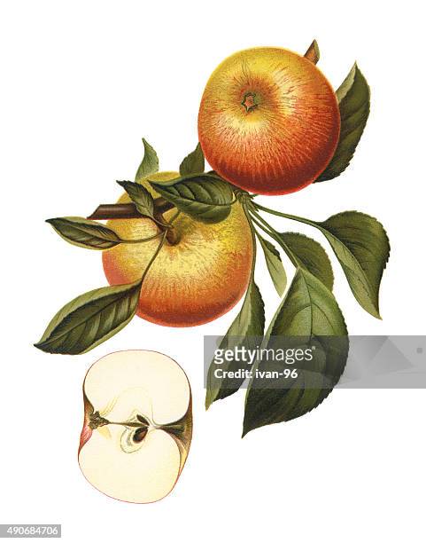 apples - botany stock illustrations