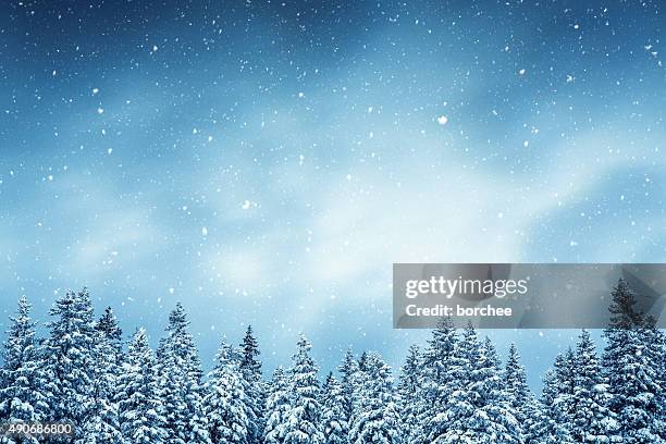 winter forest - snow top mountain pine tree stock pictures, royalty-free photos & images