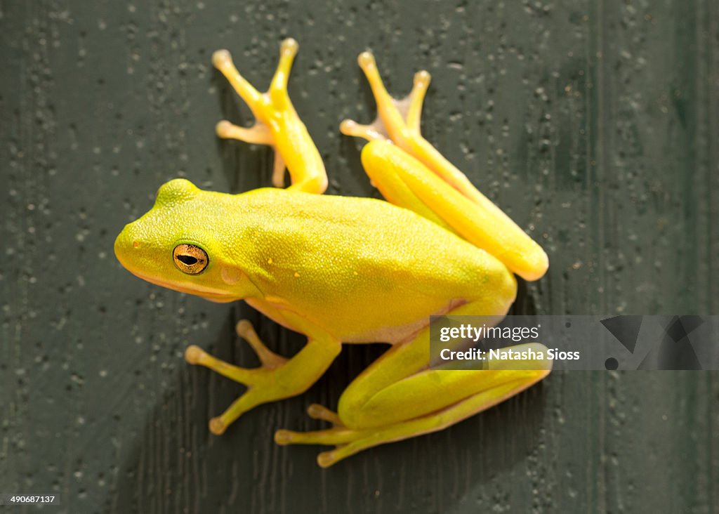 Close up of tree frog