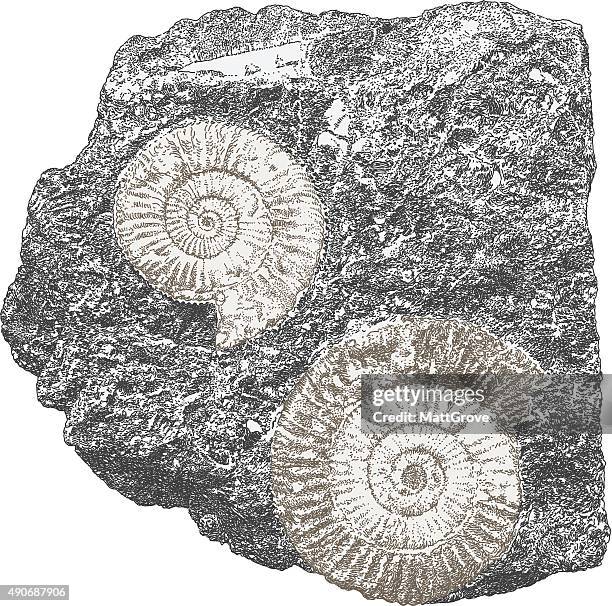 ilustrações, clipart, desenhos animados e ícones de amonite - ammonite