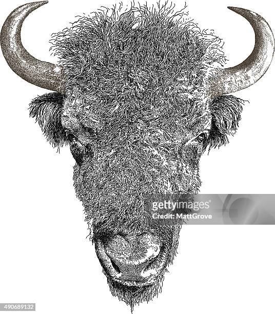 stockillustraties, clipart, cartoons en iconen met american bison - dierlijk oor