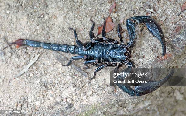 The scorpion body is divided into 2 main segments the cephalothroax and the abdomen, the cephalothroax consists of the prosoma and the abdomen of the...