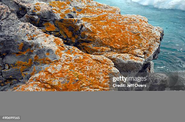 Antarctica Rocks 168 Lichen Antarctica Stock Photos, High-Res Pictures, and Images ...