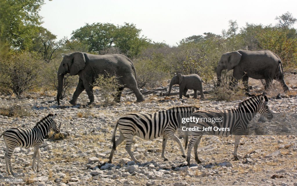 Animals at a water-hole in Namibia