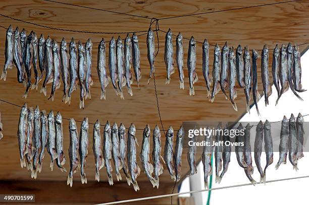 Fish drying outside a house in the Inuit village of Ilimanaq South of the Kangia Ice fiord . Ilimanaq is a traditional Greenland settlement, where...