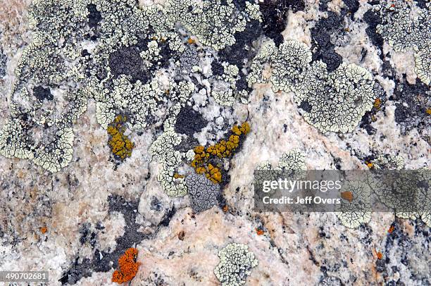 Lichens live on various surfaces, such as soil, wood, and rock. They are often the first to settle in places lacking soil, constituting the sole...