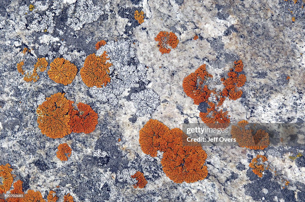 Lichen in the arctic region. Uummannaq, Greenland