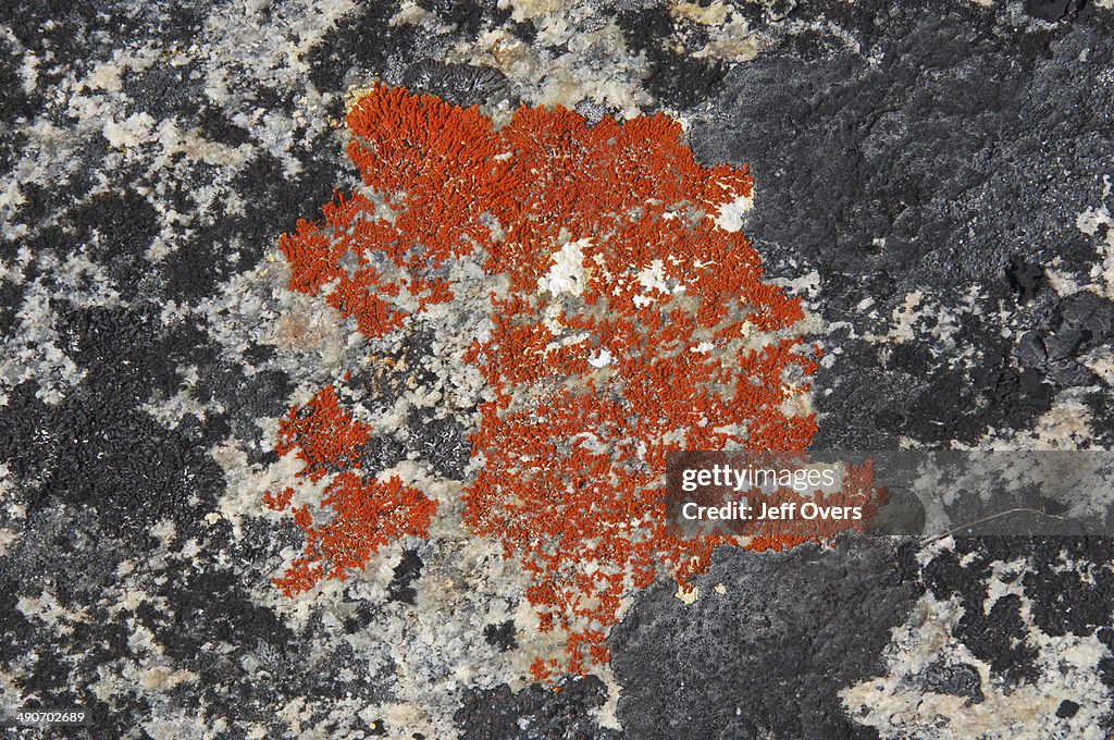 Lichen in the arctic region. Uummannaq, Greenland
