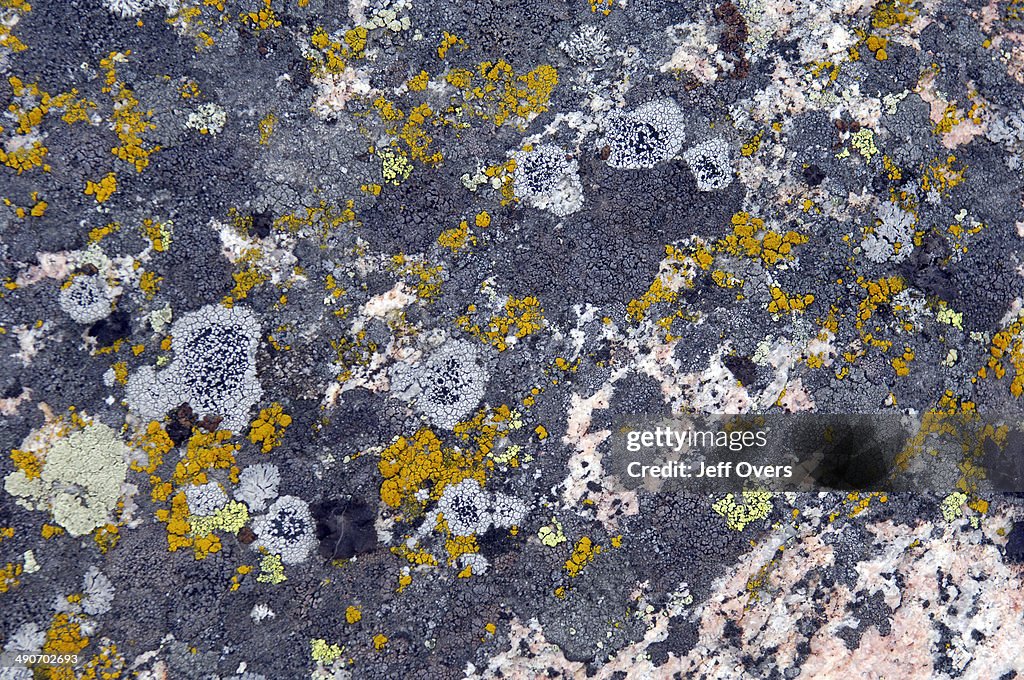 Lichen in the arctic region. Uummannaq, Greenland