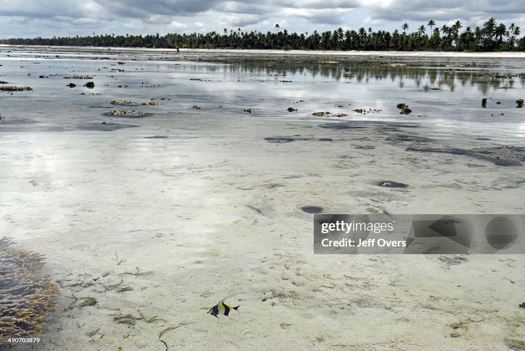 A coral reef in Zanzibar, Tanzania