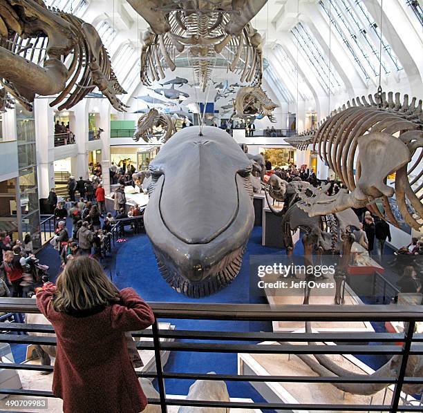 Young girl looks out onto the model of the Blue Whale hanging in the Mammals Gallery in the Natural History Museum, London, .