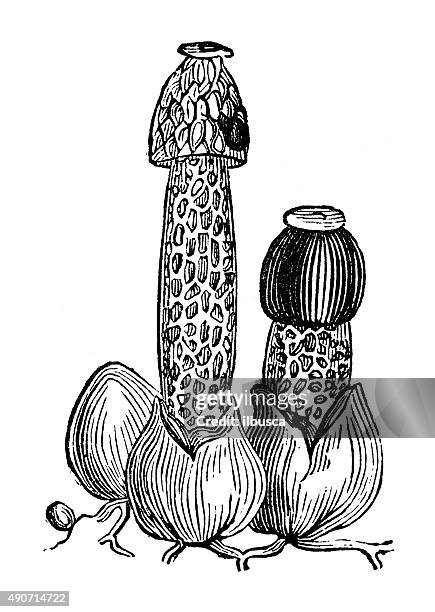 stockillustraties, clipart, cartoons en iconen met antique illustration of stinkhorn or stinking morel (phallus impudicus) - piemel