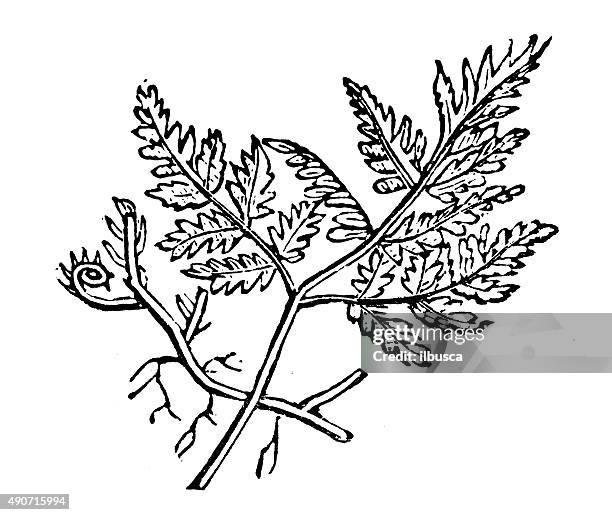antique illustration of three-branched polypodi or oak fern (gymnocarpium dryopteris) - polypodiaceae stock illustrations