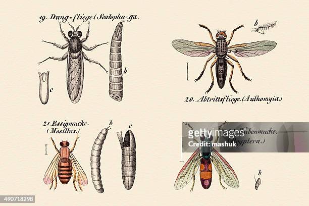 flies, drosophila and dung-flies, 19 century science illustration - fruit flies stock illustrations