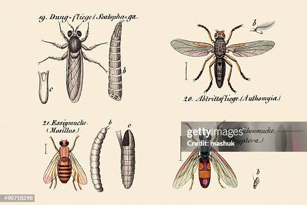 flies, drosophila and dung-flies, 19 century science illustration - fruit fly larva stock illustrations