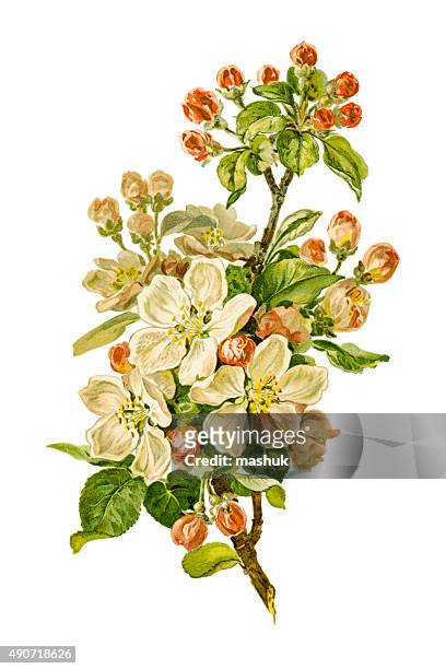 blooming apple branch 19 century illustration - hand colored stock illustrations