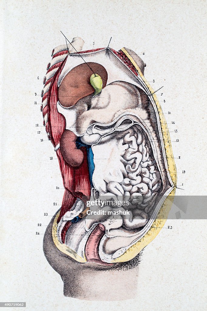 Digestive system