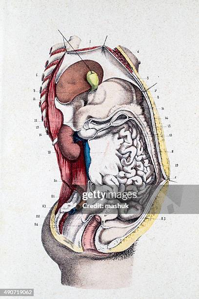 digestive system - anatomical model stock illustrations