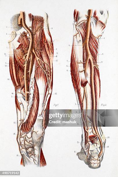 cardiovascular system of the leg and foot - vein muscle stock illustrations