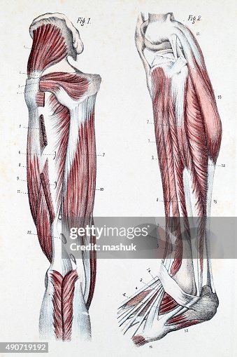 Muscles and Cartilage on human feet Muscles and Cartilage on human feet