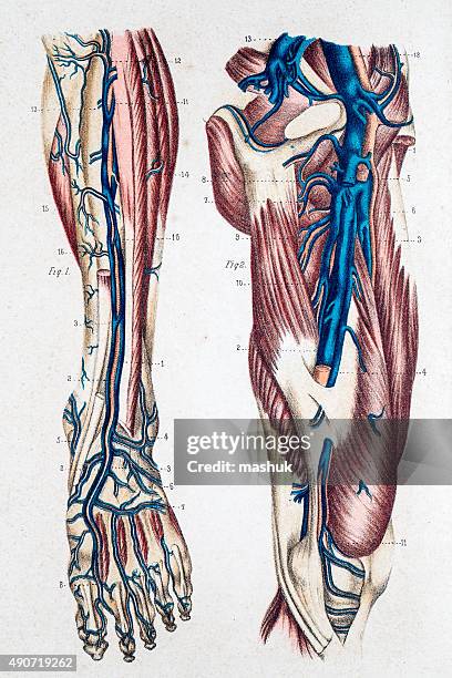 herz-kreislauf-system der beine und füße - human-digestive-system-diagram stock-grafiken, -clipart, -cartoons und -symbole