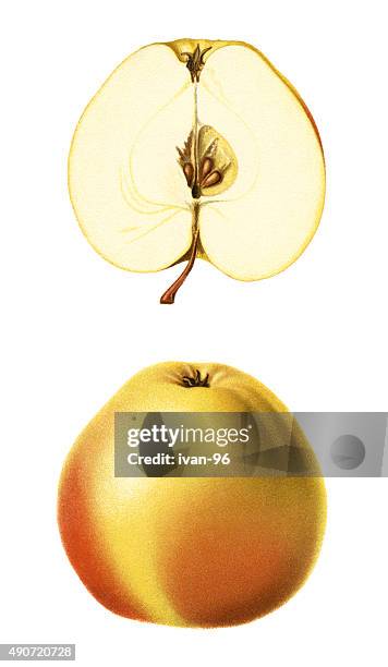 apples - etching stock illustrations