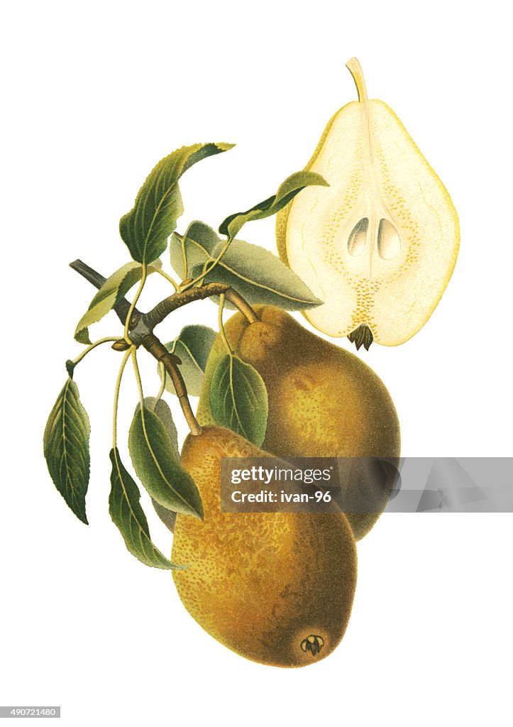 Pears