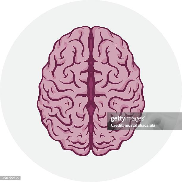 isolierte menschliche gehirn - cerebral hemisphere stock-grafiken, -clipart, -cartoons und -symbole
