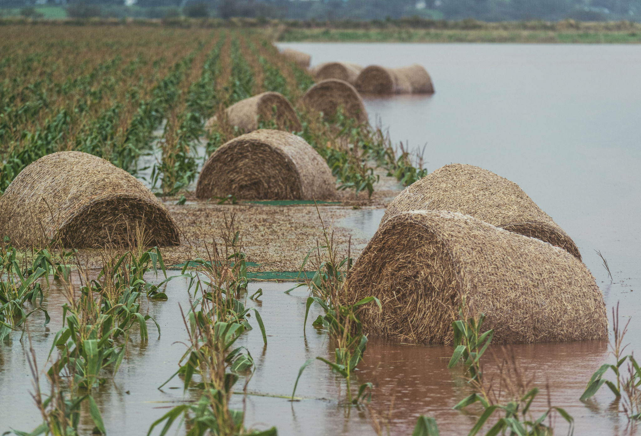 crop damage