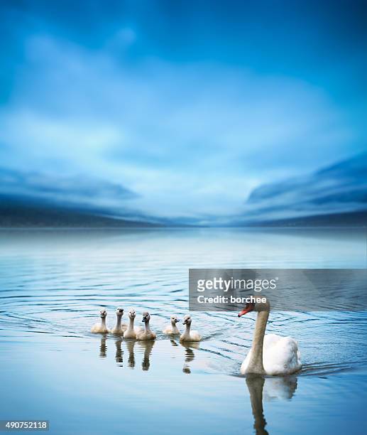 swan family on the lake - animal family stock pictures, royalty-free photos & images