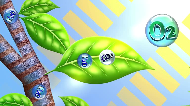 1,675 Photosynthesis Videos and HD Footage - Getty Images 1,675 Photosynthesis Videos and HD Footage - Getty Images