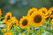 Sunflower (Himawari)