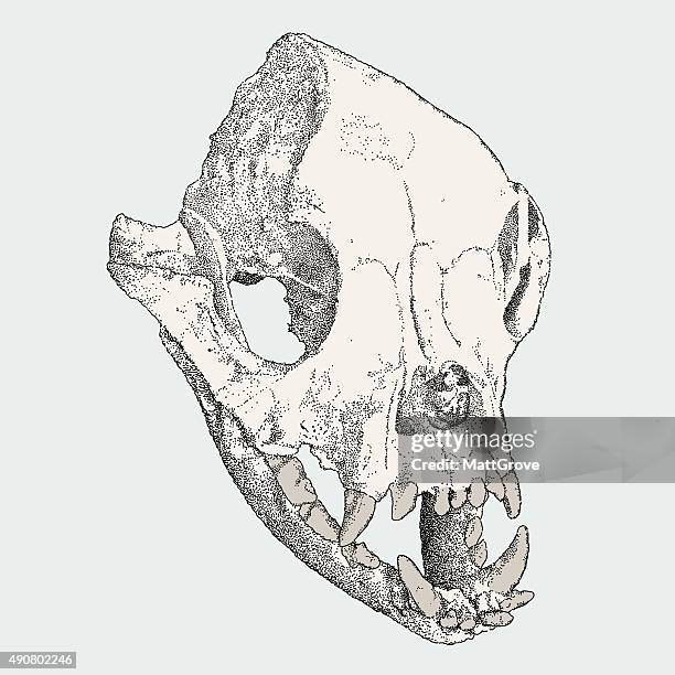 macaque skull - macaque stock illustrations